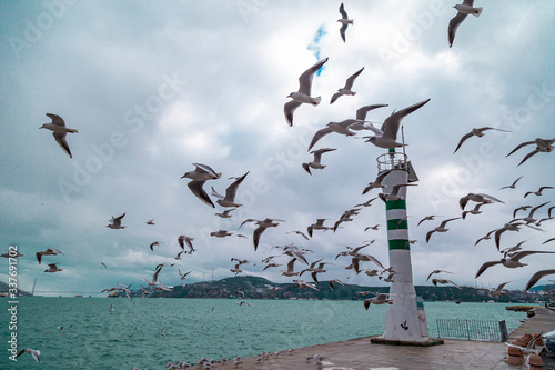 flying flock of seagulls on a pier near the water on a Sunny day. Seagulls flying near Light house. Light waves on the water.   stanbul Tarabya