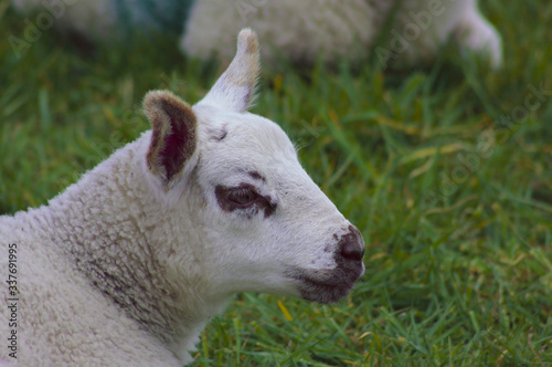 portrait of a lamb