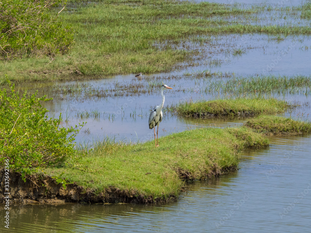 Fototapeta premium SRI LANKA