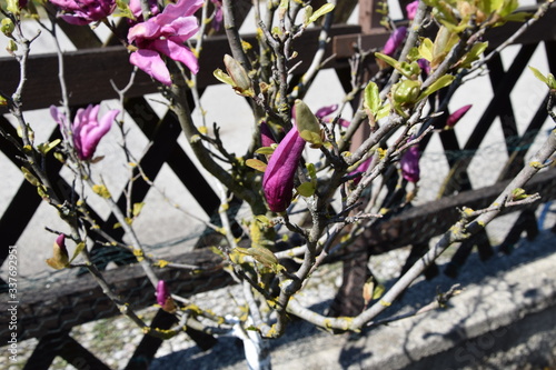 Magnolie
