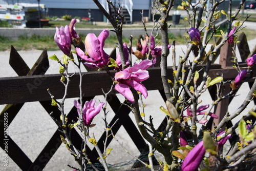 Magnolie