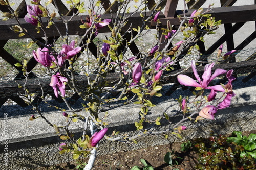 Magnolie