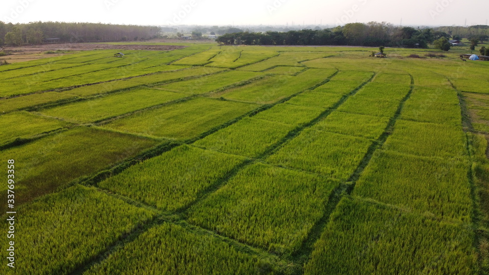 Summer rice field