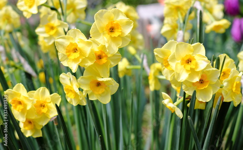 Fototapeta Naklejka Na Ścianę i Meble -  満開の水仙の花、水仙黄色　美しい花
