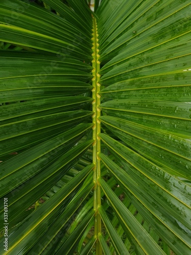 Palm leaves after the rain