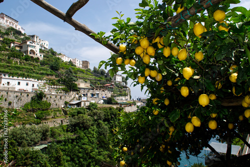 kiście cytryn, Amalfi, Włochy © Rafa