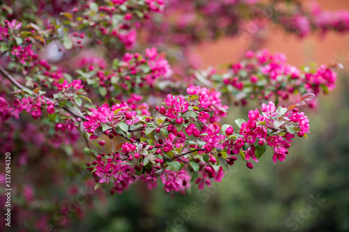 pink flowers of the small apple tree