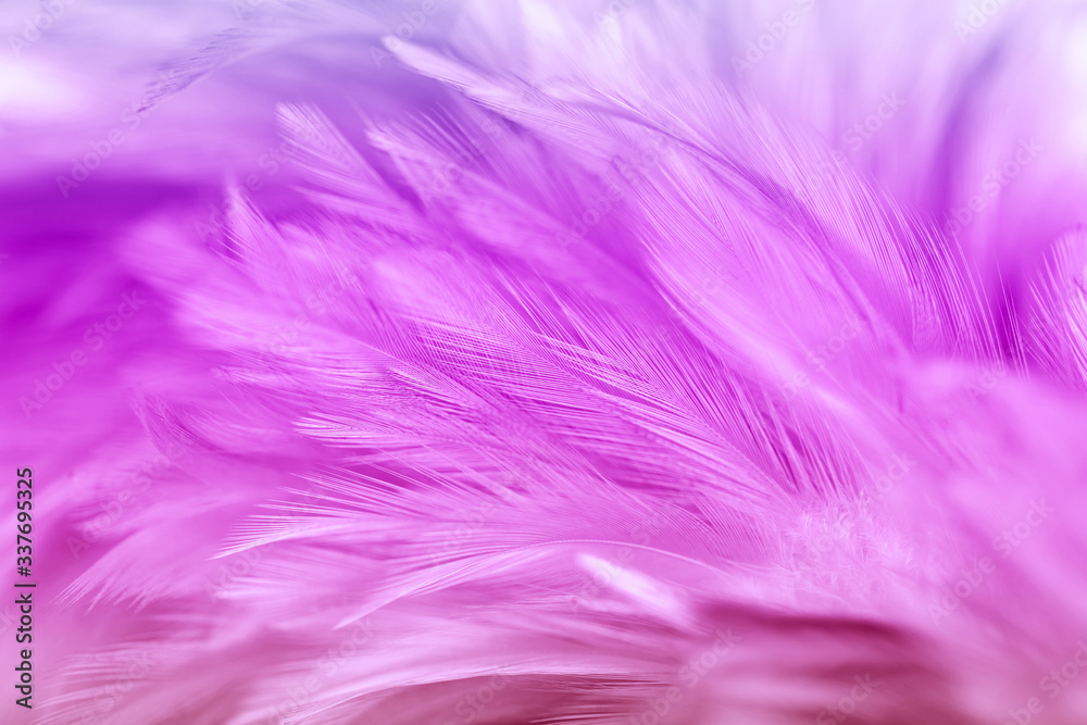 Purple chicken feathers in soft and blur style for background Purple chicken feathers in soft and blur style for background