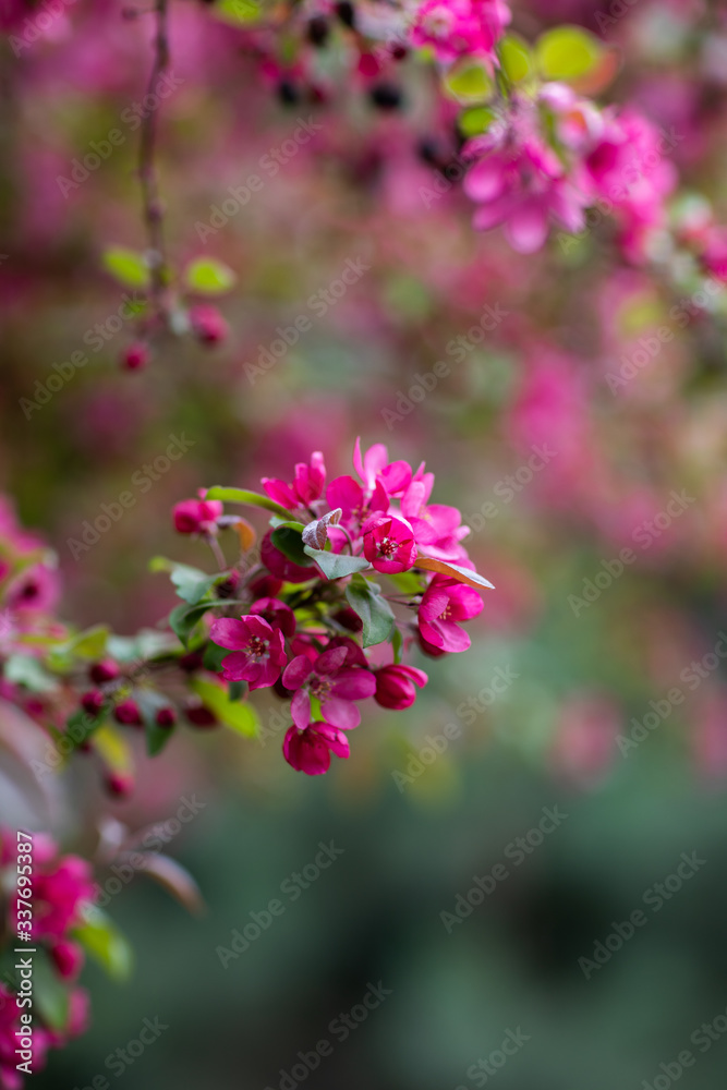 pink flowers of a small apple tree