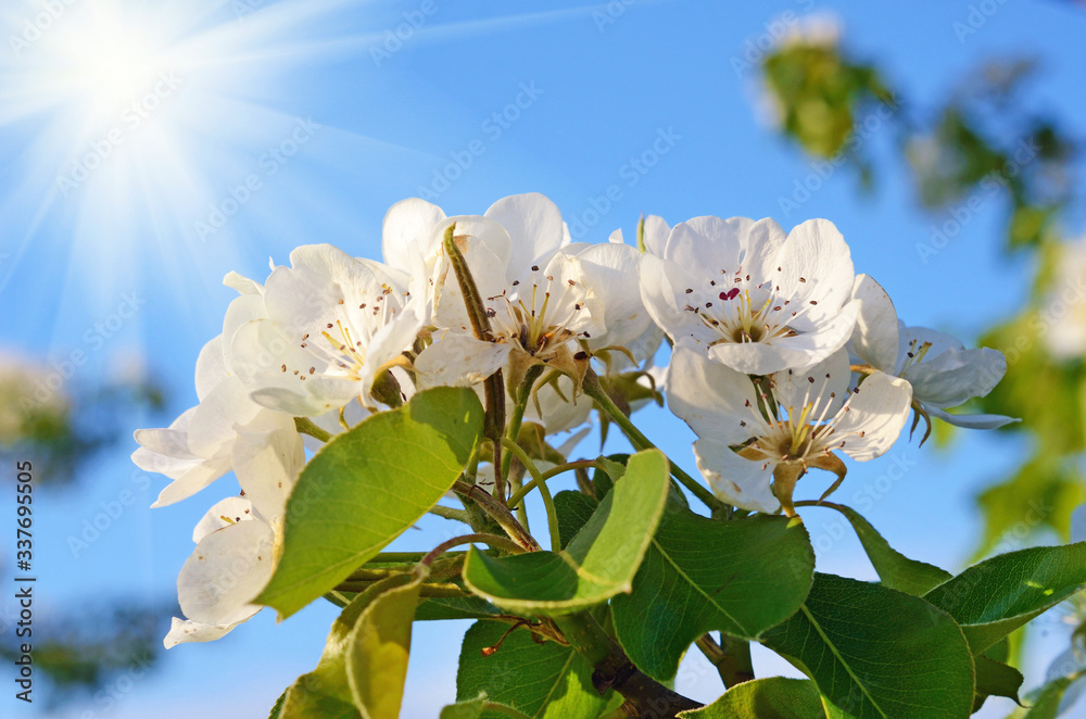Pear blossom in spring garden in sunlight (backgrounds - concept)