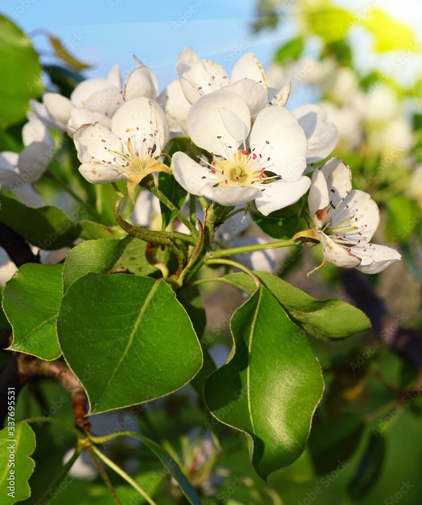 Pear blossom in spring garden in sunlight (backgrounds - concept)