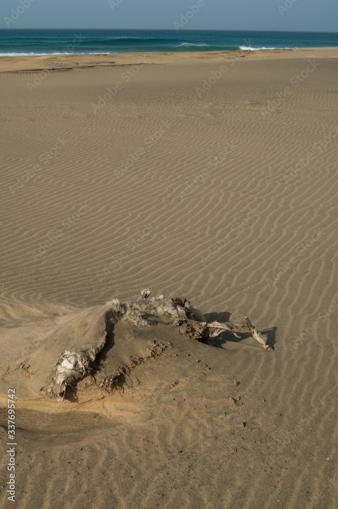 Obraz premium Skeleton of a goat Capra aegagrus hircus half-buried in the sand of the Cofete beach. Jandia Natural Park. Fuerteventura. Canary Islands. Spain.