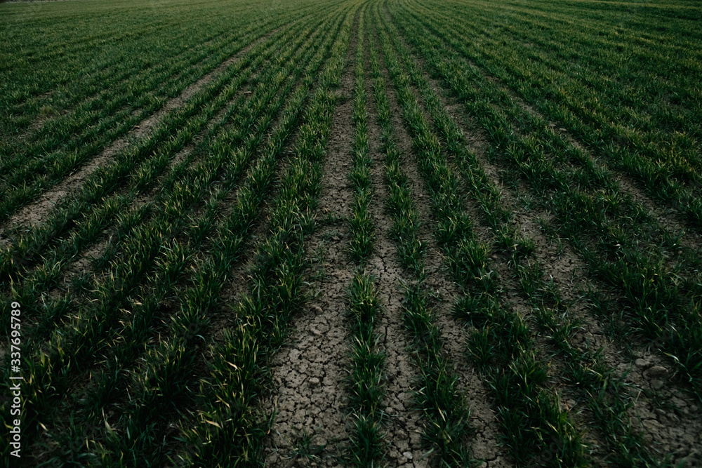 green sprouts, planted seeds in the field. the plants are planted in rows. green sprouts, planted seeds in the field. the plants are planted in rows.