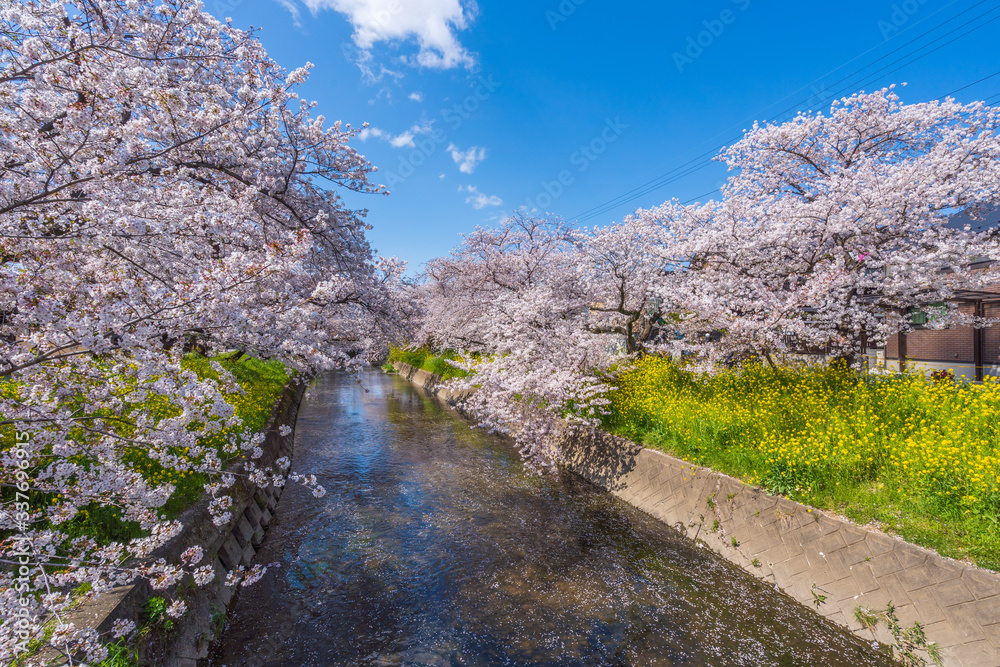 桜並木・菜の花と小川