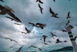 Group of wild seagulls, which flying against blue sky. Panoramic view of Famous tourist place Tarabya with seagulls on the front, Istanbul, Turkey