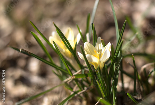 yellow Crocus flowers in bright spring sun with blurred background soft focus