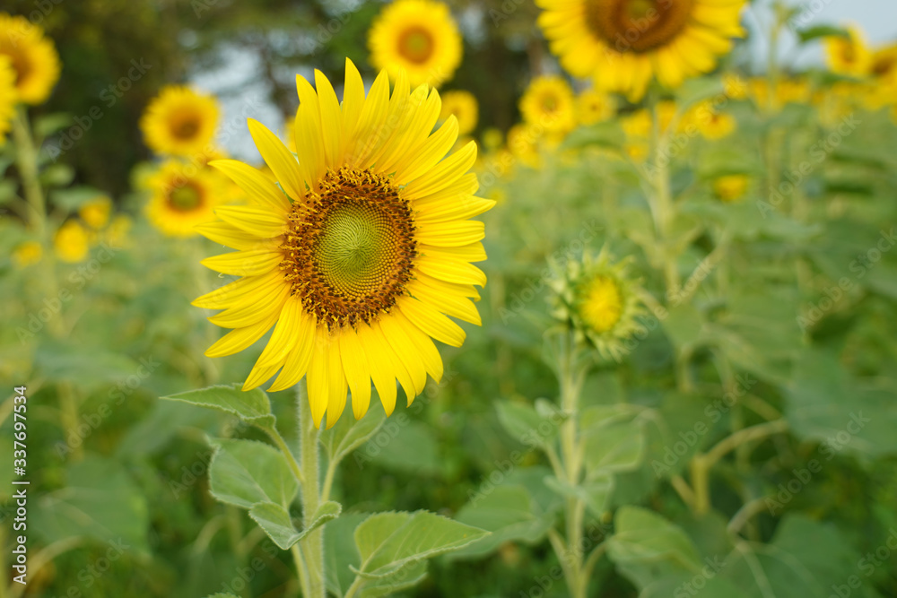 Beautiful Sunflower field white nature background. Beautiful Sunflower field white nature background.