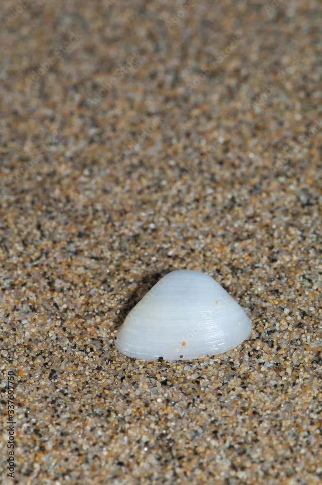 Shell of bivalve wash up on shore. Shell of bivalve wash up on shore.