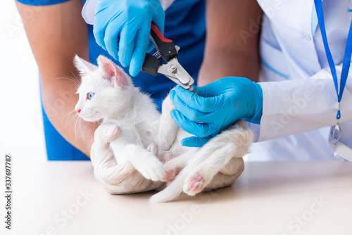 Fototapeta Naklejka Na Ścianę i Meble -  Two young vet doctors examining sick cat