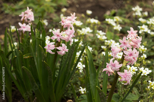 Pink terry hyacinth blossoms against a background of small white flowers in the spring garden. Floral background