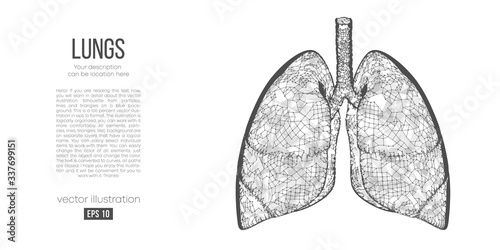 Abstract silhouette of the polygonal organ of lungs on white background. Scanning, research and diagnosis of the human lungs. Holographic low poly, wireframe vector. Thanks for watching