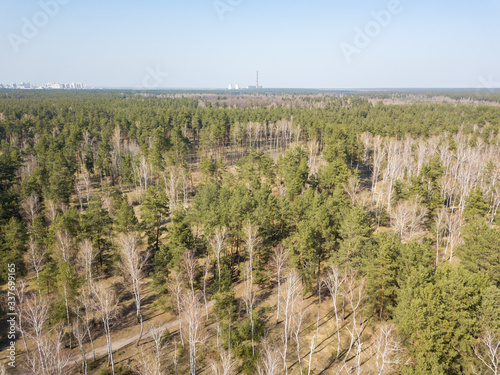 Coniferous forest in spring on a clear sunny day. Aerial drone view.