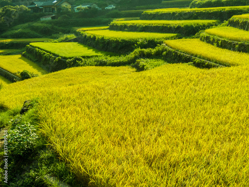 愛媛県松野町の遊鶴羽の棚田の風景。黄金の稲穂。