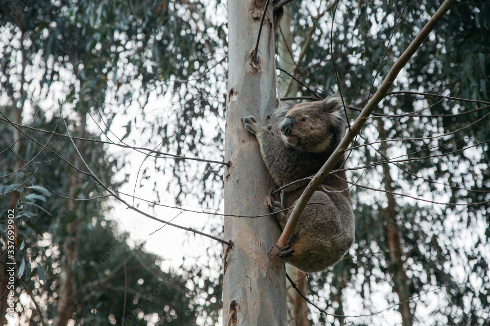 Naklejka premium Koala bear climbing up a tree