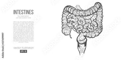 Abstract silhouette of the polygonal organ of intestines on white background. Scanning, research and diagnosis of the human intestines. Holographic low poly, wireframe vector. Thanks for watching