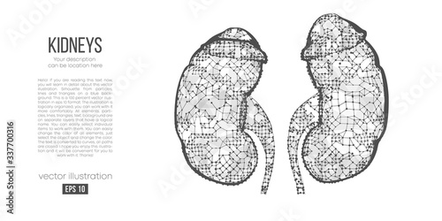 Abstract silhouette of the polygonal organ of kidney on white background. Scanning, research and diagnosis of the human kidney. Holographic low poly, wireframe vector. Thanks for watching