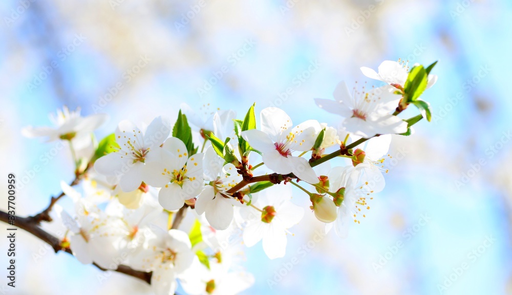 Spring plum blossom of cherry plum on a sunny day against a blue sky in soft focus. Close-up photo for postcards.