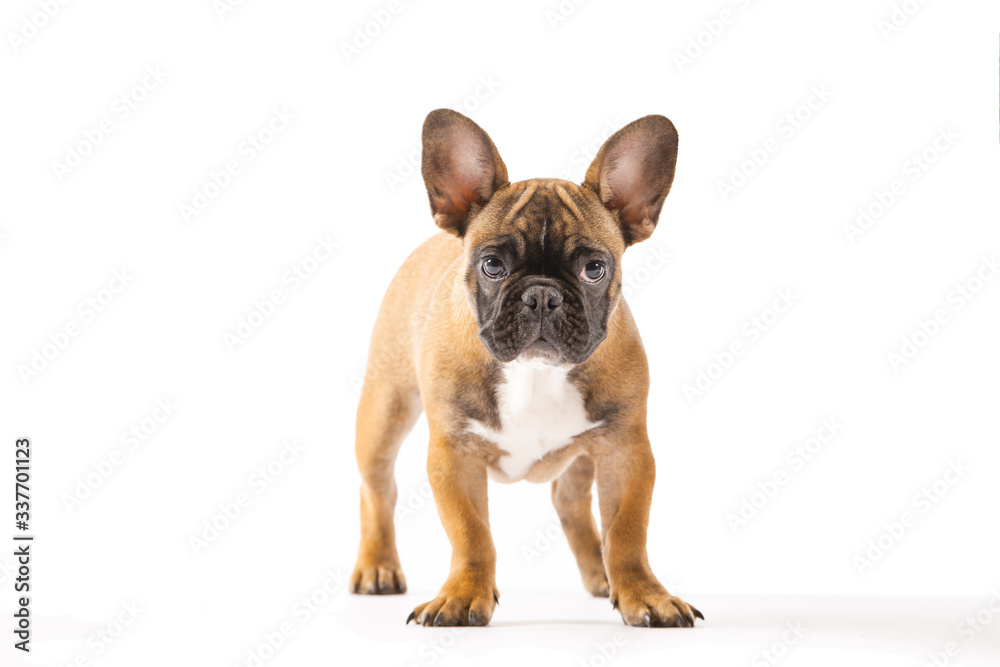 Cool French Bulldog Puppy Cool French Bulldog Puppy