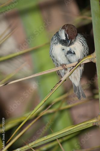 Male Spanish sparrow Passer hispaniolensis preening. Tuineje. Fuerteventura. Canary Islands. Spain. photo