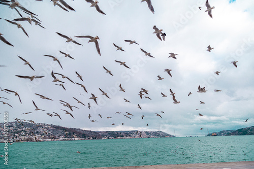 Group of wild seagulls, which flying against blue sky. Panoramic view of Famous tourist place Tarabya with seagulls on the front, Istanbul, Turkey photo