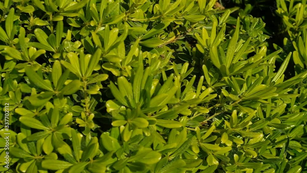 green, plant, leaf, nature, leaves, garden, texture, grass, summer, tree, fresh, bush, natural, foliage, flora, field, food, spring, herb, organic, plants, agriculture, parsley, growth, botany green, plant, leaf, nature, leaves, garden, texture, grass, summer, tree, fresh, bush, natural, foliage, flora, field, food, spring, herb, organic, plants, agriculture, parsley, growth, botany