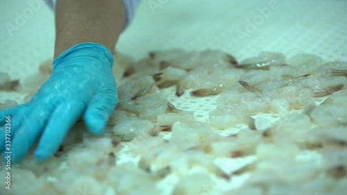 Production line of Frozen shrimp, Workers are preparing shrimp for the production of frozen shrimp.