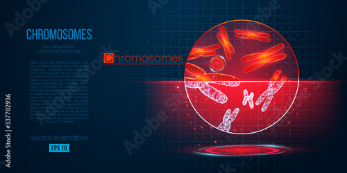 Abstract silhouette of the polygonal chromosomes on blue background. Scanning, research, study of the human chromosomes. Holographic low poly, wireframe vector. Thanks for watching