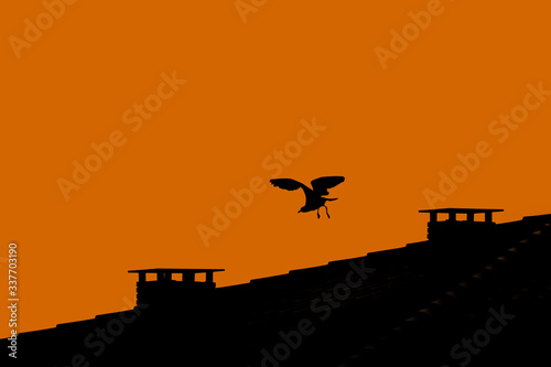 Seagull taking flight from a rooftop chimney in the evening. Silhouette of a bird taking flight. Orange background with space for text. © Pol Solé