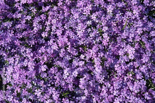 morbido e delicato letto di fiori violetto