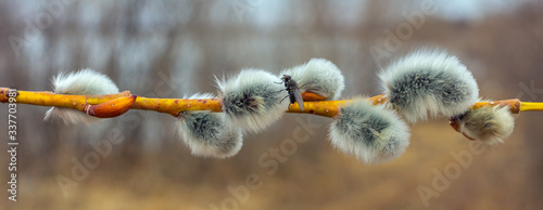 Spring willow branch with gray furry catkins on colorful blurred background photo