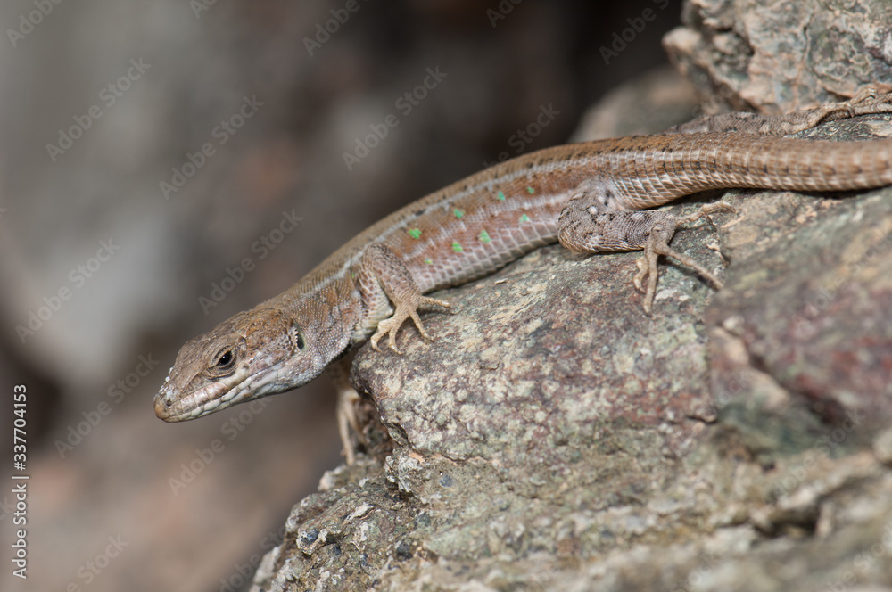 Female atlantic lizard Gallotia atlantica mahoratae. Esquinzo ravine. La Oliva. Fuerteventura. Canary Islands. Spain. Female atlantic lizard Gallotia atlantica mahoratae. Esquinzo ravine. La Oliva. Fuerteventura. Canary Islands. Spain.