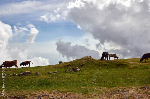 cows on mountain plateau on madeira