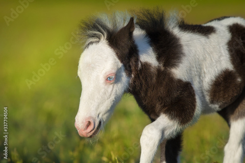 Beautiful piebald pony foal run fast in green pasture