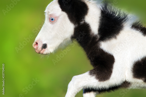 Beautiful piebald pony foal run fast in green pasture