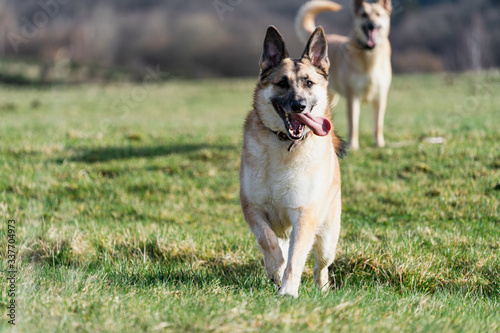 Rennender Hund