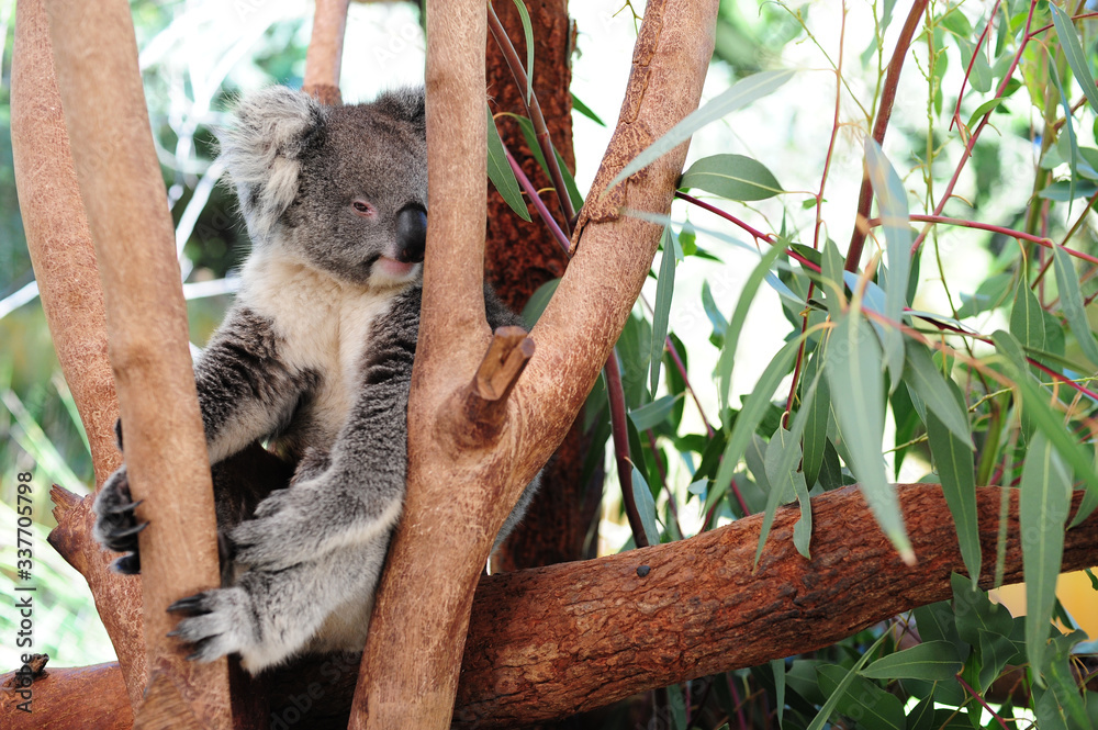 Obraz premium outdoors, travel, animal, aussie, australia, australian, baby, background, bear, branch, cuddly, cute, ears, eucalyptus, fauna, funny, fur, gray, gum, gum trees, isolated, koala, lazy, leaf, leisure, 