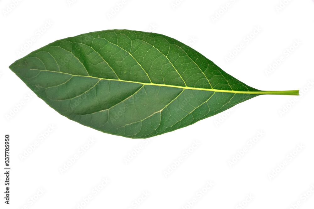Obraz premium green leaf on white background