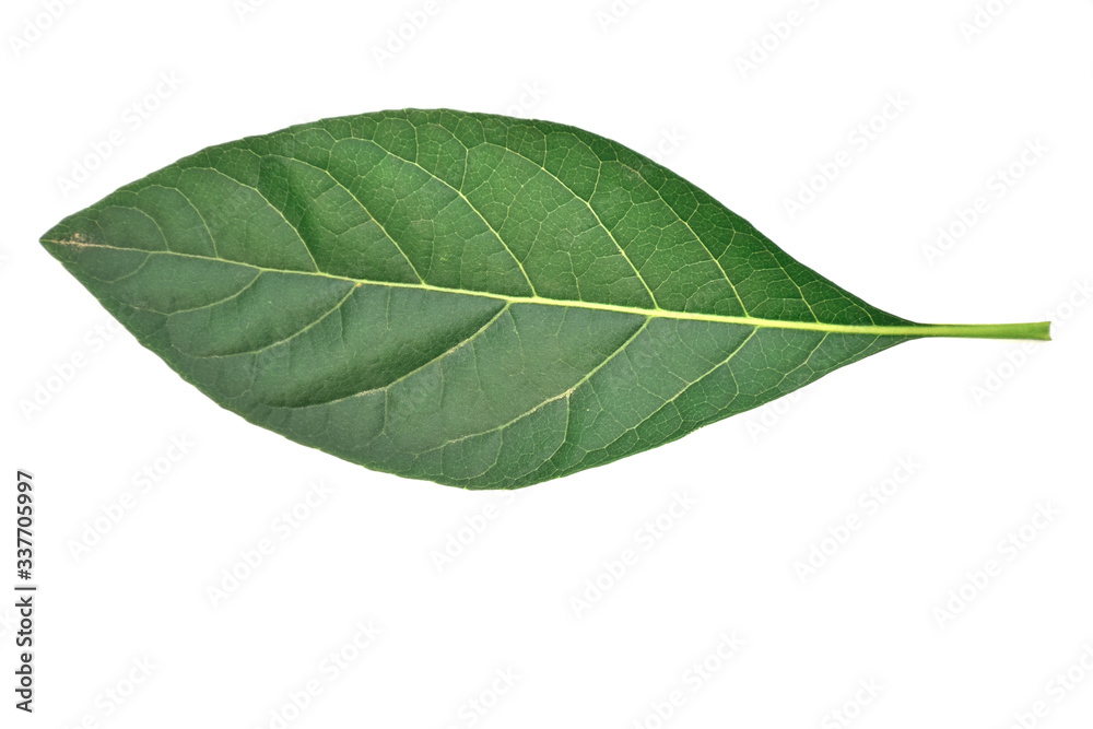 Obraz premium green leaf isolated on white