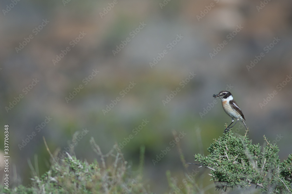 Canary Islands stonechat Saxicola dacotiae. Male with food for its chicks. Esquinzo ravine. La Oliva. Fuerteventura. Canary Islands. Spain. Canary Islands stonechat Saxicola dacotiae. Male with food for its chicks. Esquinzo ravine. La Oliva. Fuerteventura. Canary Islands. Spain.