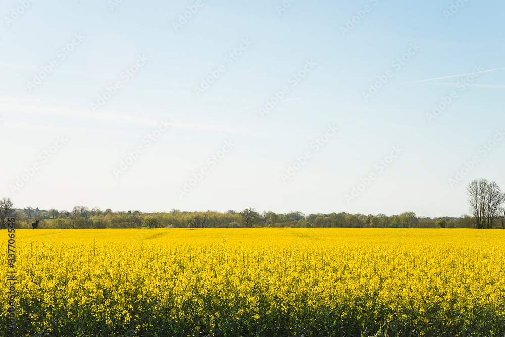 Beautiful rapseed field on spring sunny day